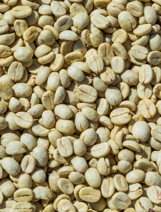 Robusta Non Roasted